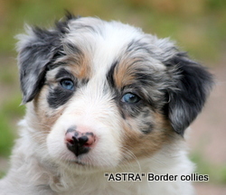 Tricolour Blue Merle FEMALE border collie puppy